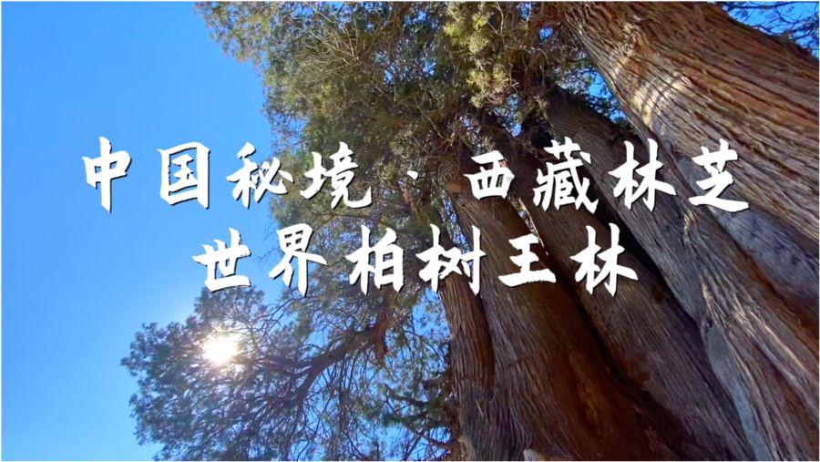 女排联赛-蔡晓晴定胜局3-1擒浙江 朱婷东家第2阶段夺10连胜